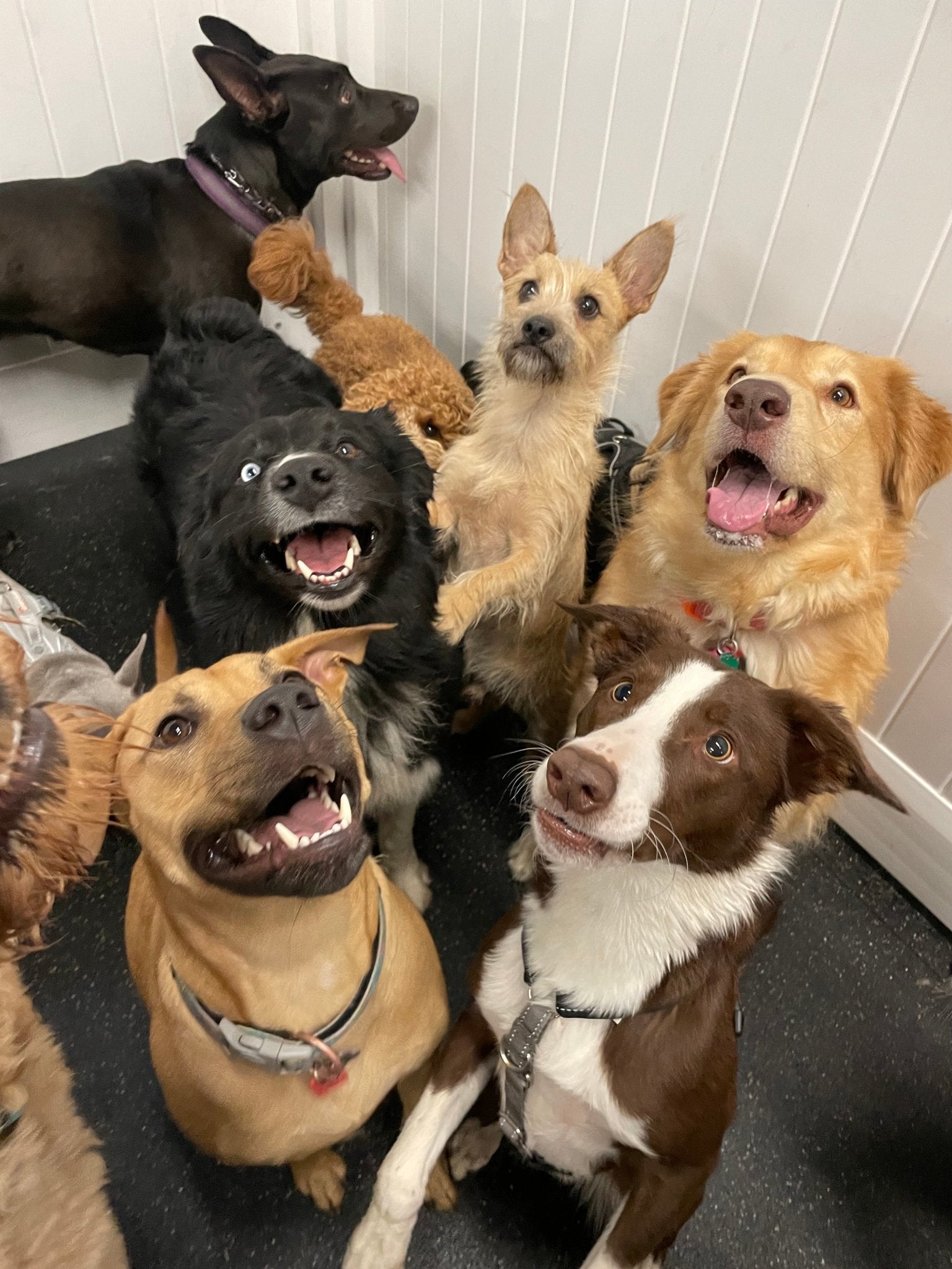 A Guide to Preparing Your Dog for Daycare and Spa Services - Puppy Island Care & Spa