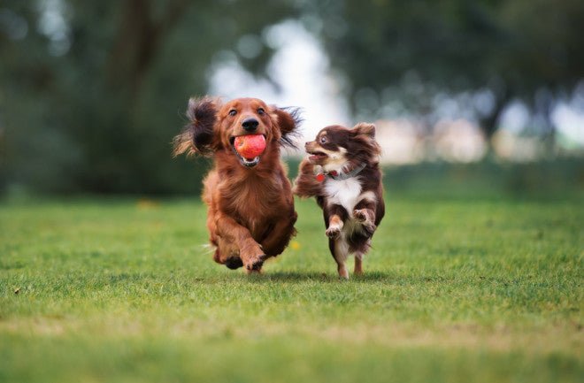 A Leap Forward in Canine Health: Novel Cancer Vaccine Brings Hope - Puppy Island Care & Spa