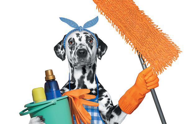 Combating Kennel Cough: The Proactive Approach of Puppy Island Care & Spa - Puppy Island Care & Spa