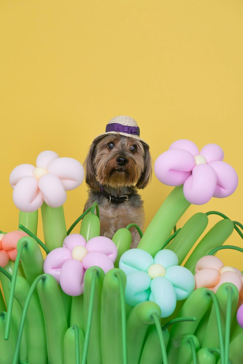 Dog Boarding for Dogs with Anxiety How Puppy Island Care & Spa Create