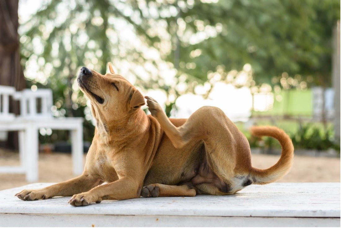 Embrace Flea Season with Pampering Spa Treatments and Expert Grooming at Puppy Island Care & Spa - Puppy Island Care & Spa