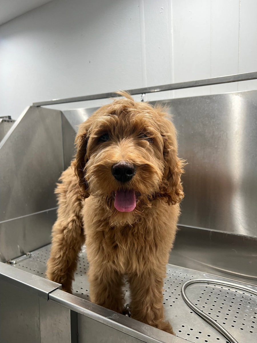 How to Take Care of Your Doodle's Coat Puppy Island Care & Spa