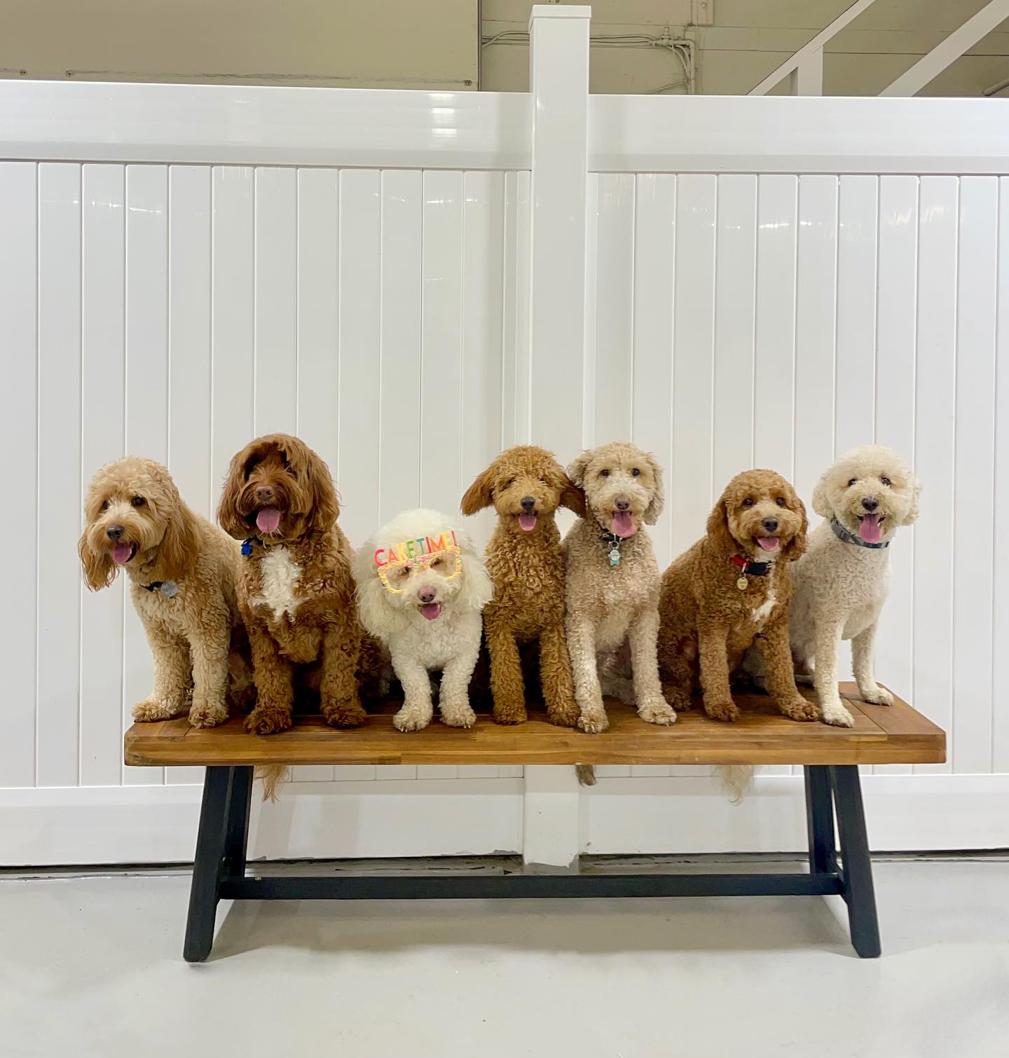 Kennel-Free Dog Daycare at Puppy Island Care & Spa - Puppy Island Care & Spa