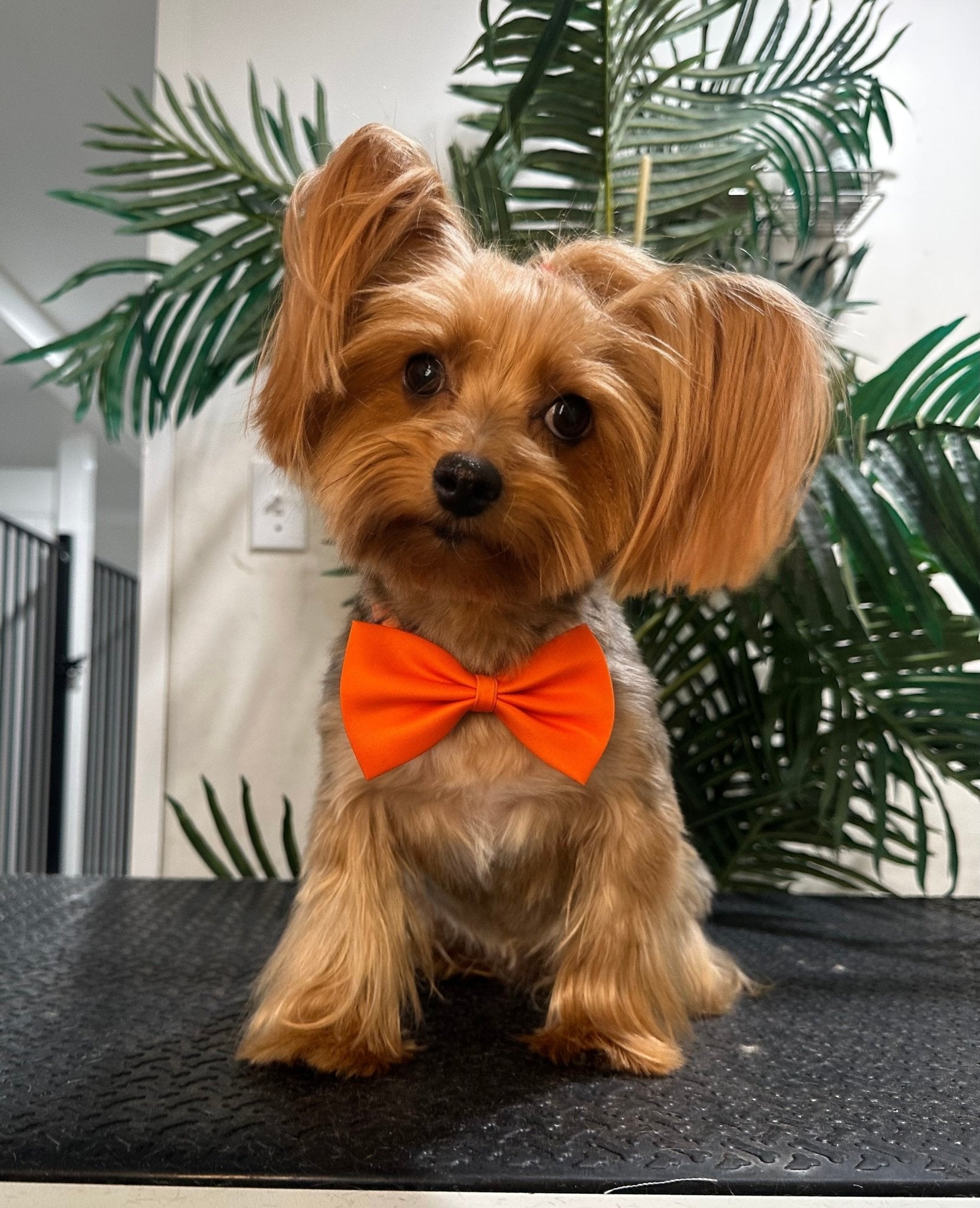 Puppy Island Care & Spa Grooming Services - A Peek Into a Paradise Tailor-Made for Your Furry Friend - Puppy Island Care & Spa