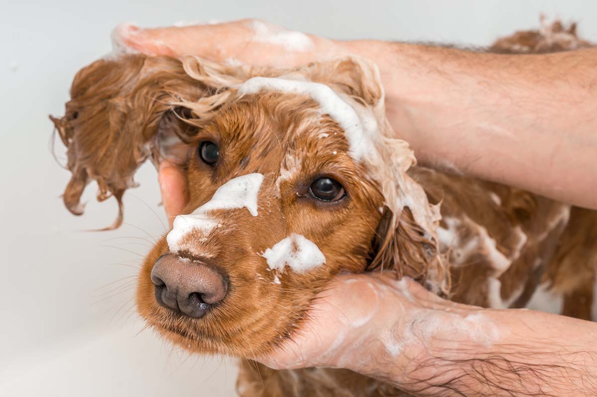 Tailored Care: Why Using Dog Shampoo for Your Furry Friend is Essential - Puppy Island Care & Spa