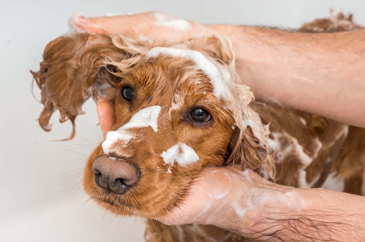 Best dog shampoo for frequent bathing sale