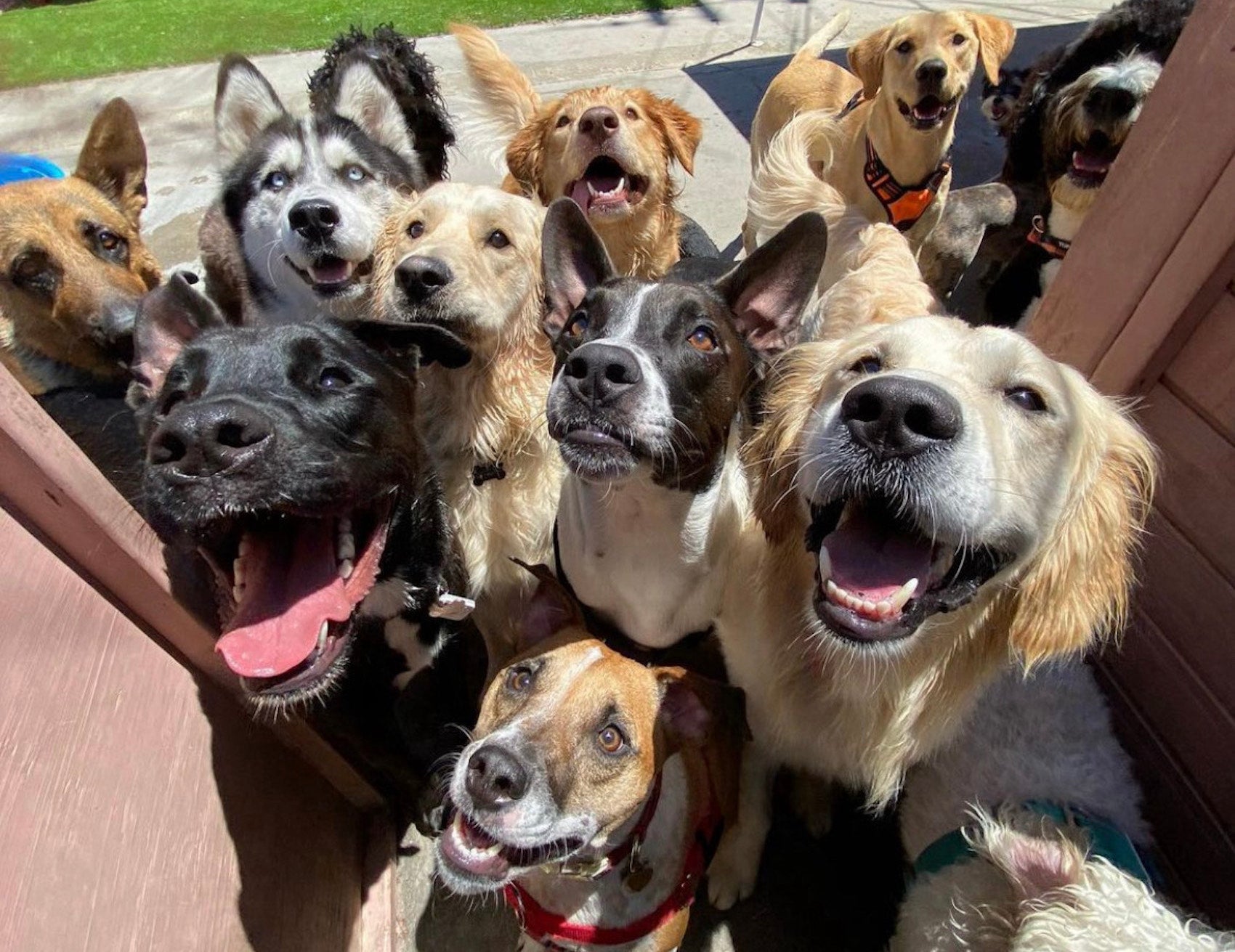 The Benefits of Dog Daycare for Your Furry Friend - Puppy Island Care & Spa