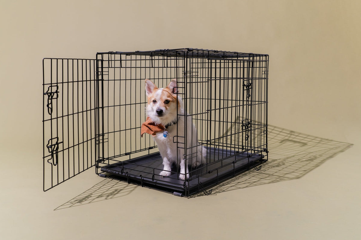 The Importance of Crate Training for Your Dog's Wellbeing Puppy