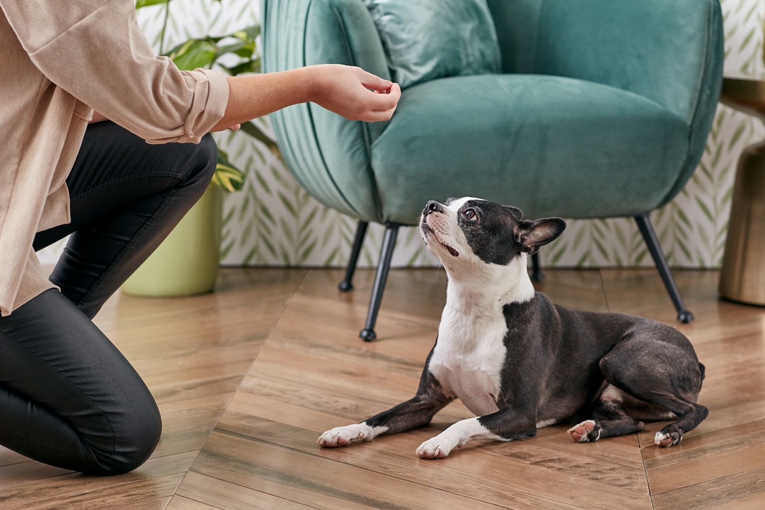The Importance of Training Your Dog from a Young Age - Puppy Island Care & Spa