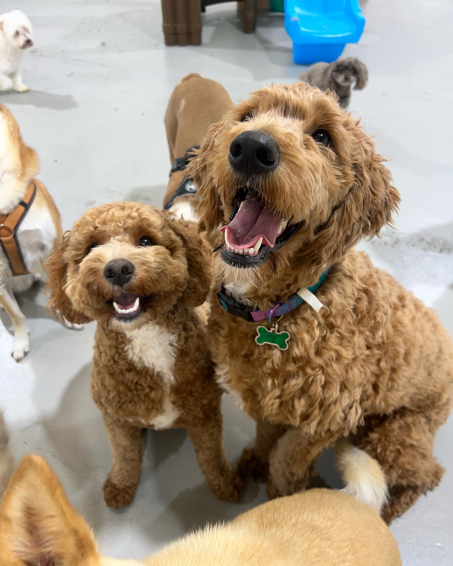 The Ultimate Guide to Dog Boarding in Glendale, CA: Spotlight on Puppy Island Care & Spa - Puppy Island Care & Spa