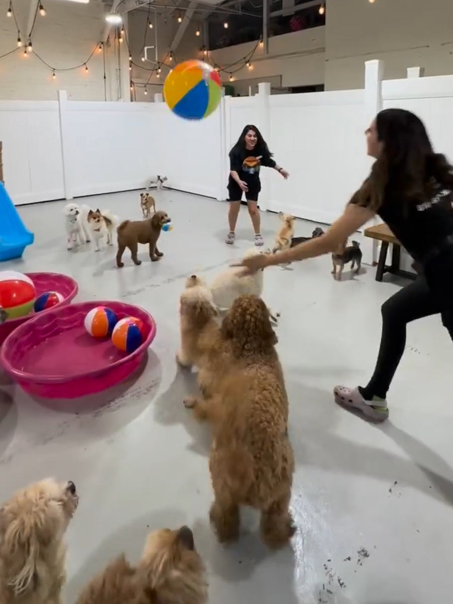 Unlocking the Benefits of CageFree Doggy Daycare A Comprehensive Gui Puppy Island Care & Spa