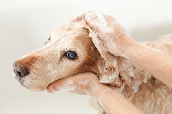 Unraveling the Mystery of Hot Spots in Dogs: The Puppy Island Care & Spa Solution - Puppy Island Care & Spa
