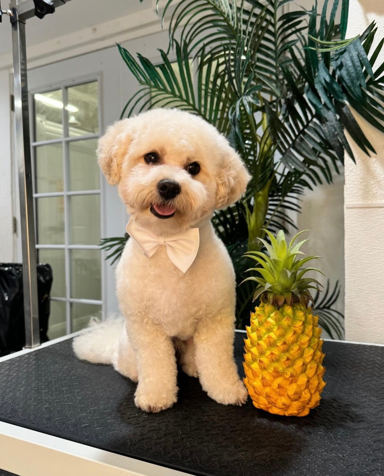 what happens during a dog grooming session at Puppy Island - Puppy Island Care & Spa