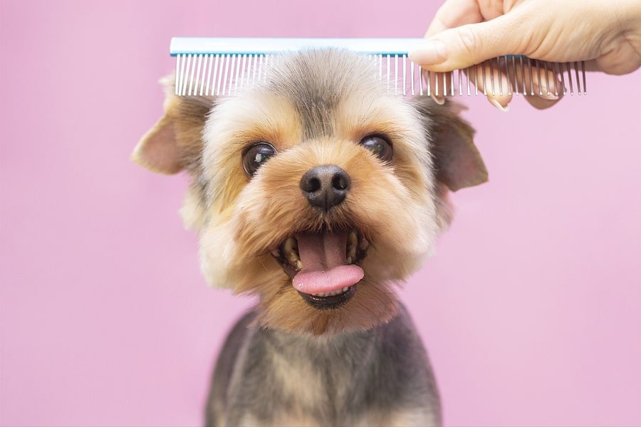 Why Puppy Island Care & Spa is the Top Choice for Pet Grooming in the Glendale-Burbank Area - Puppy Island Care & Spa