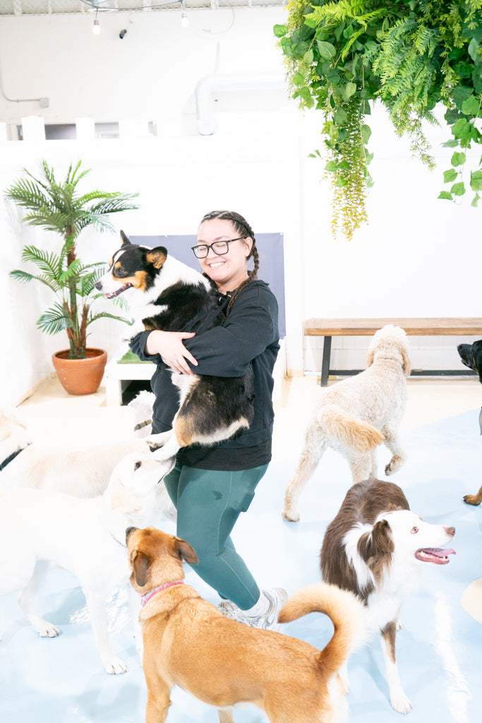 Dogs playing in a cage-free daycare environment at a dog resort in Glendale, serving Burbank, Pasadena, Los Feliz, and the greater Los Angeles area