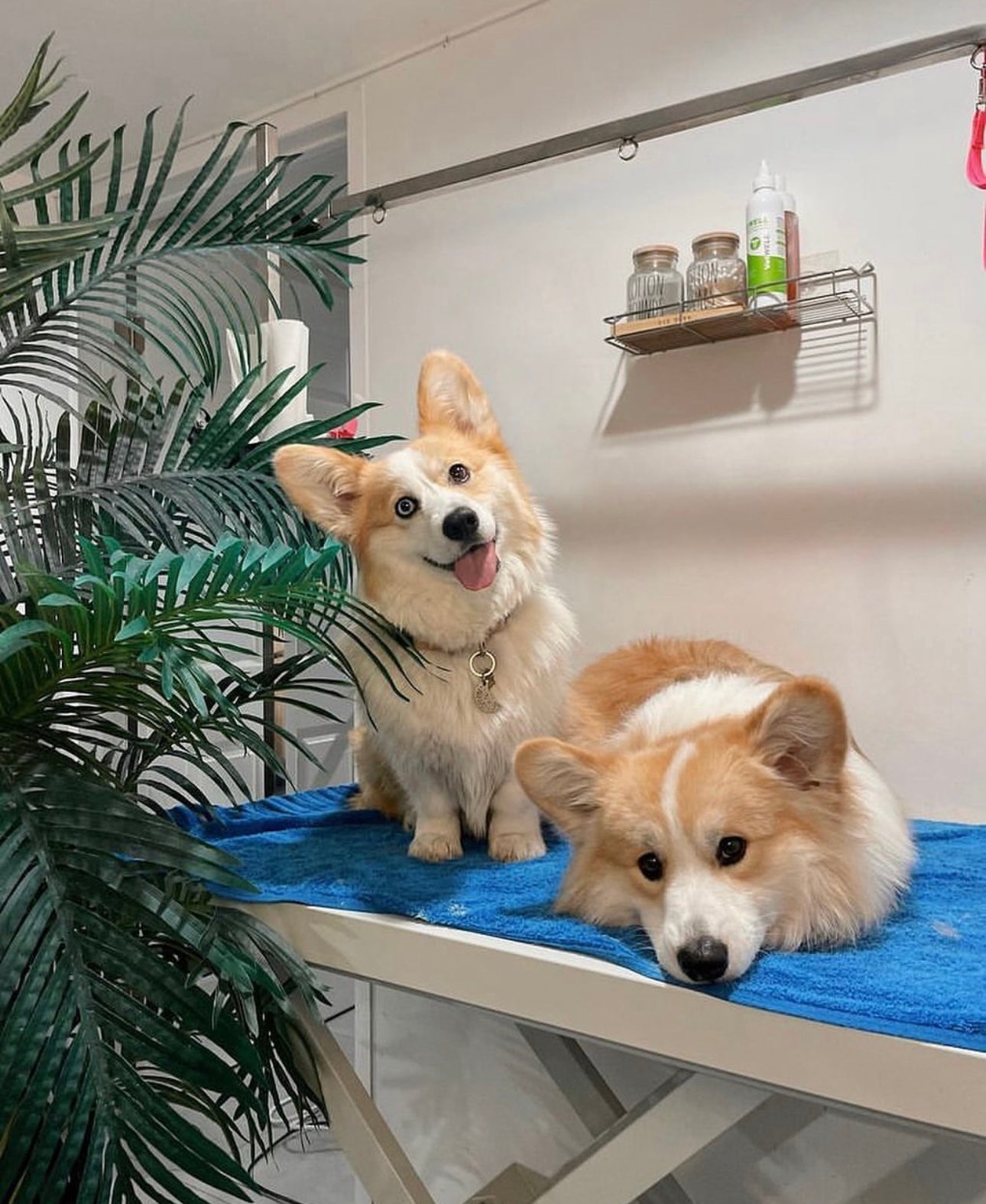 Dog Wash and Spa Glendale ca Puppy Island