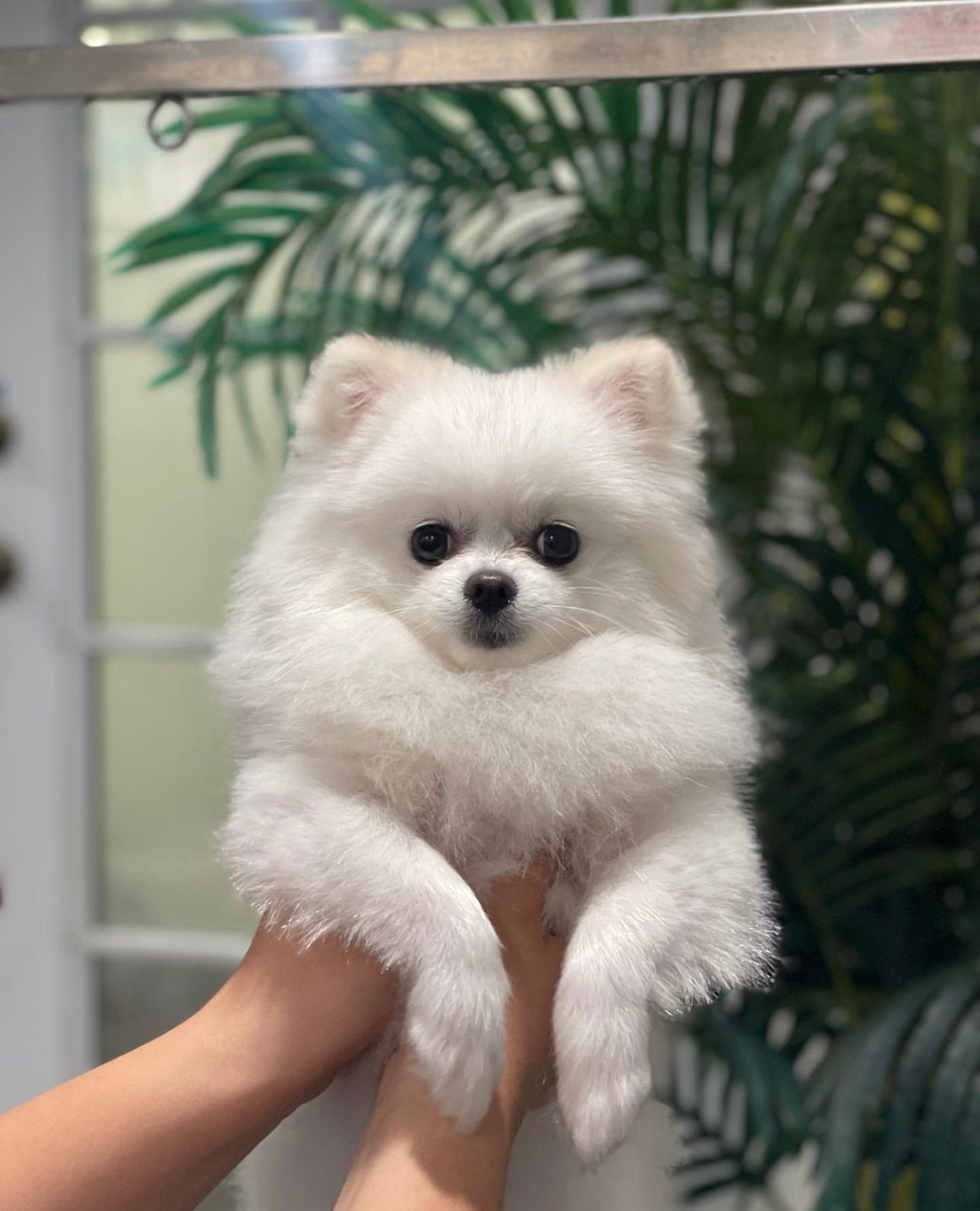 Dog Wash and Spa Glendale ca Puppy Island