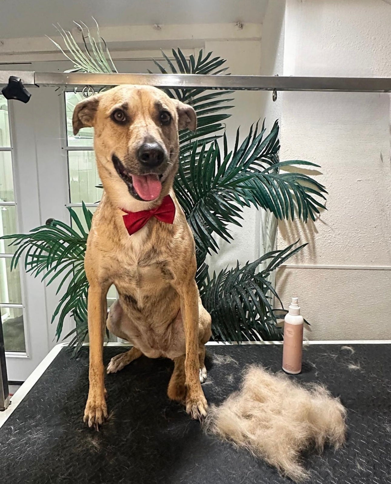 Dog Wash and Spa Glendale ca Puppy Island nail trimming, ear cleaning