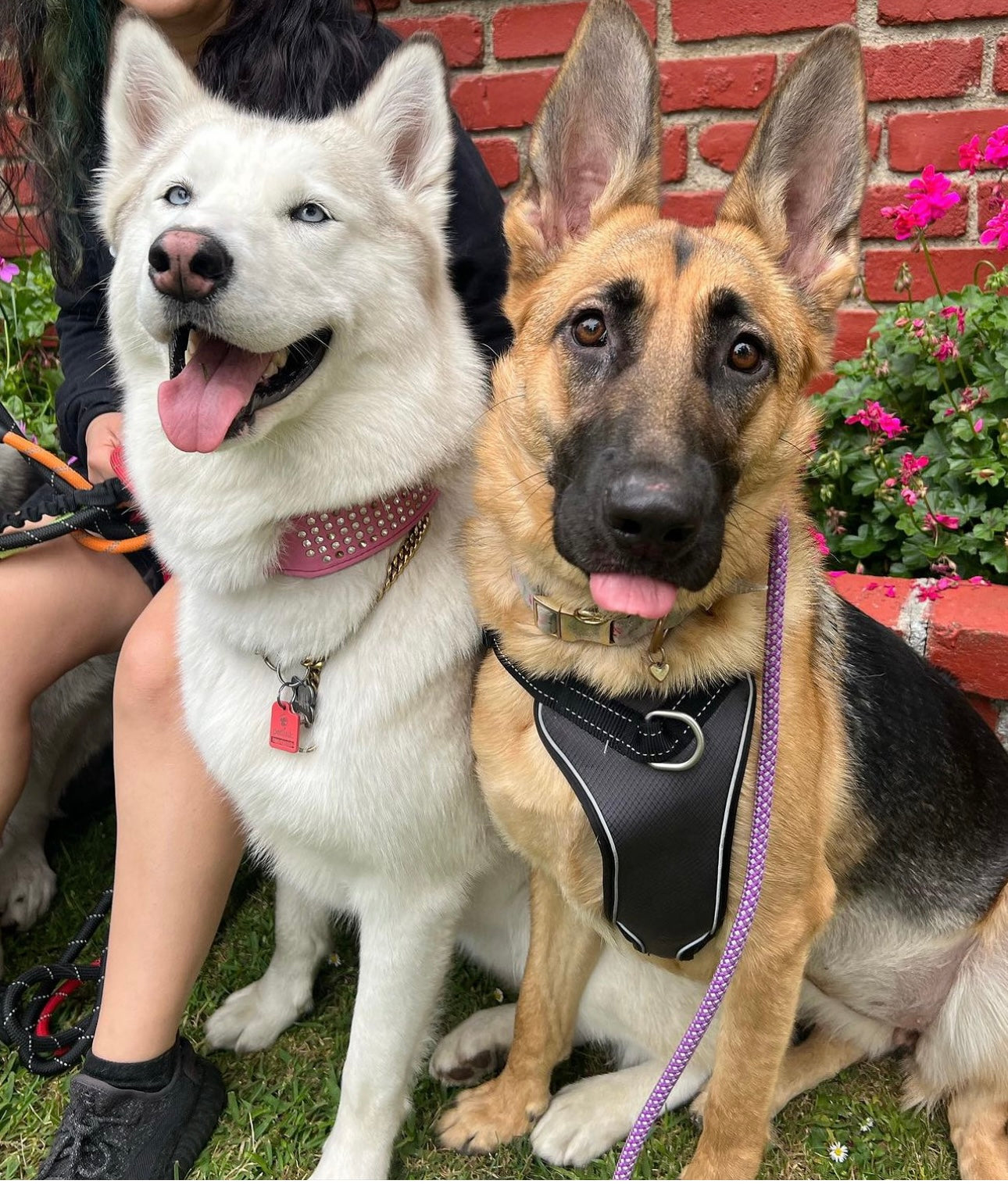 Dog resort, Dog boarding, daycare, grooming, spa, and photography services for pups in Glendale, Burbank, and Los Angeles.