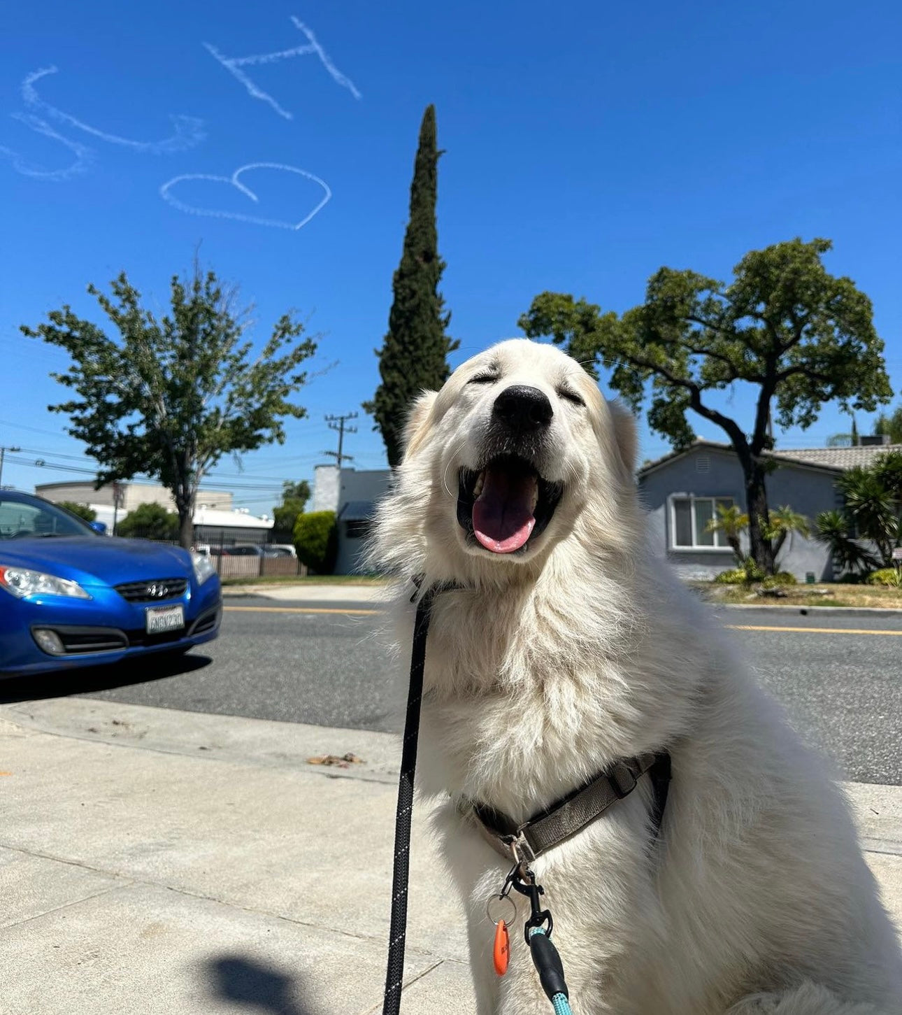 Dog resort, Dog boarding, daycare, grooming, spa, and photography services for pups in Glendale, Burbank, and Los Angeles.