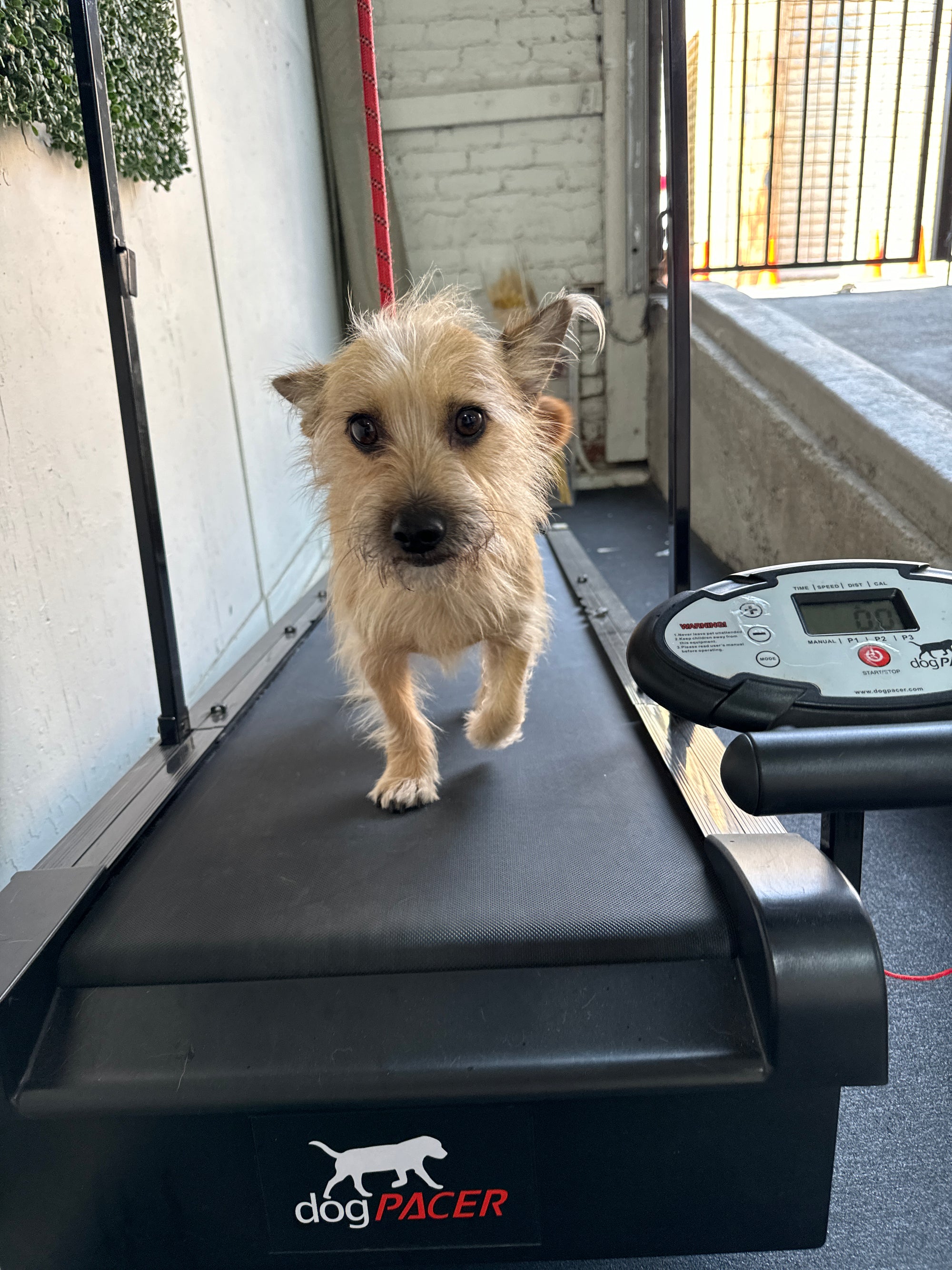 Dog resort, Dog boarding, daycare, grooming, spa, and photography services for pups in Glendale, Burbank, and Los Angeles.