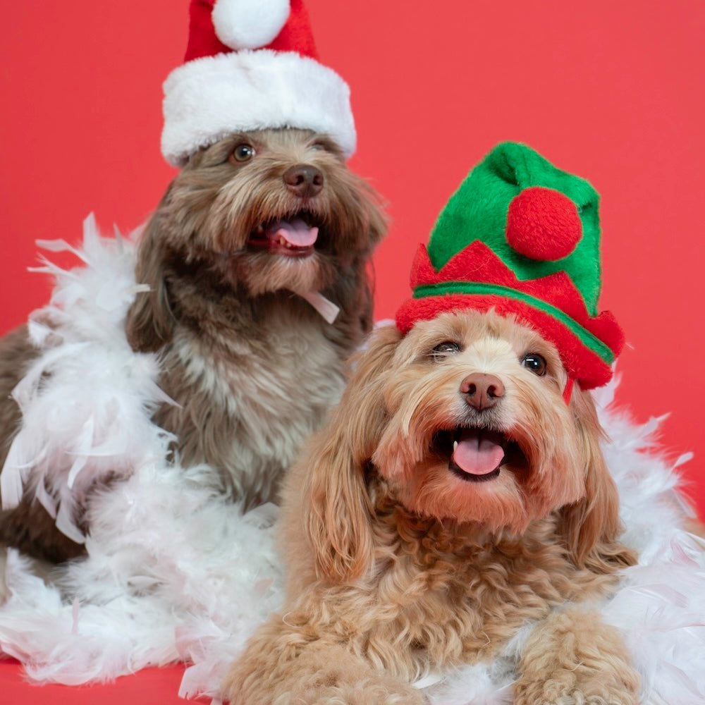 Dog boarding, daycare, grooming, spa, and photography services for pups in Glendale, Burbank, and Los Angeles.