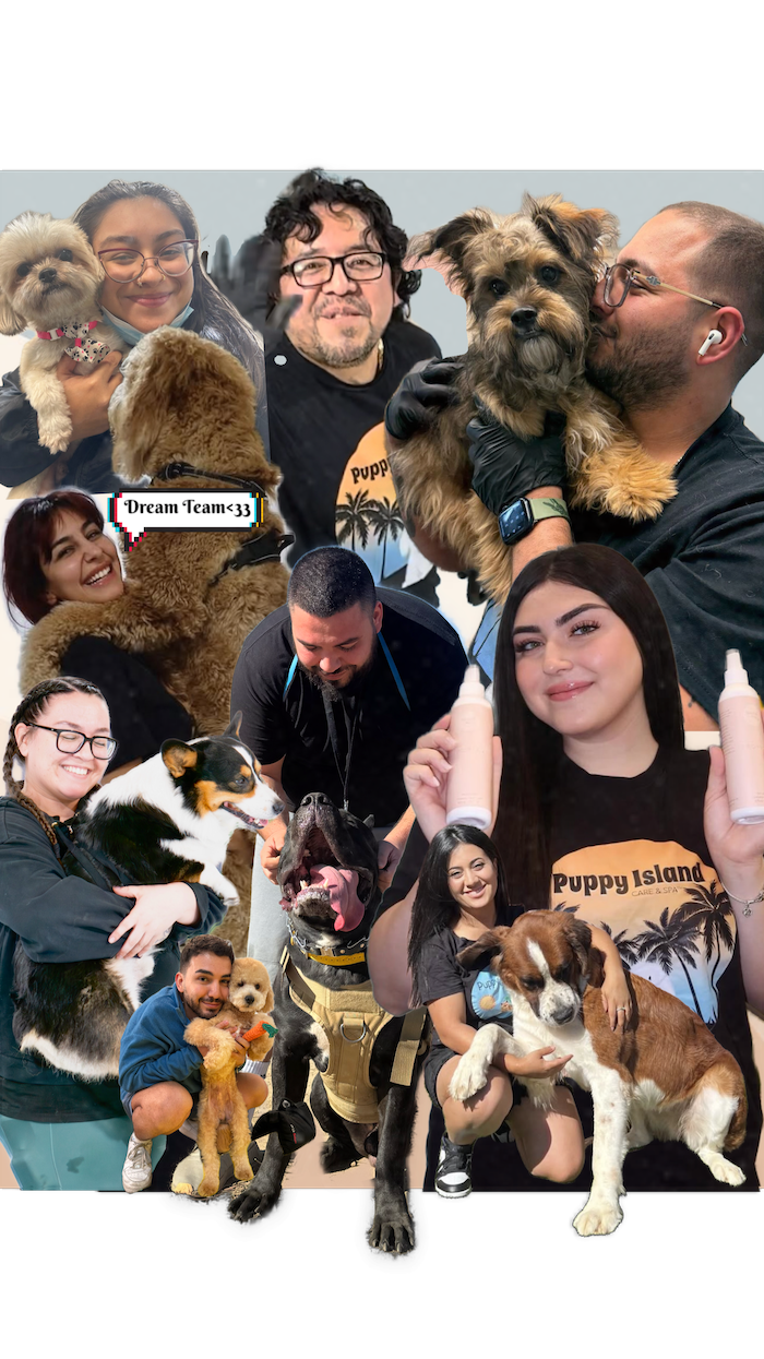 Award Winning Dream Team Dog Resort Located in Glendale CA