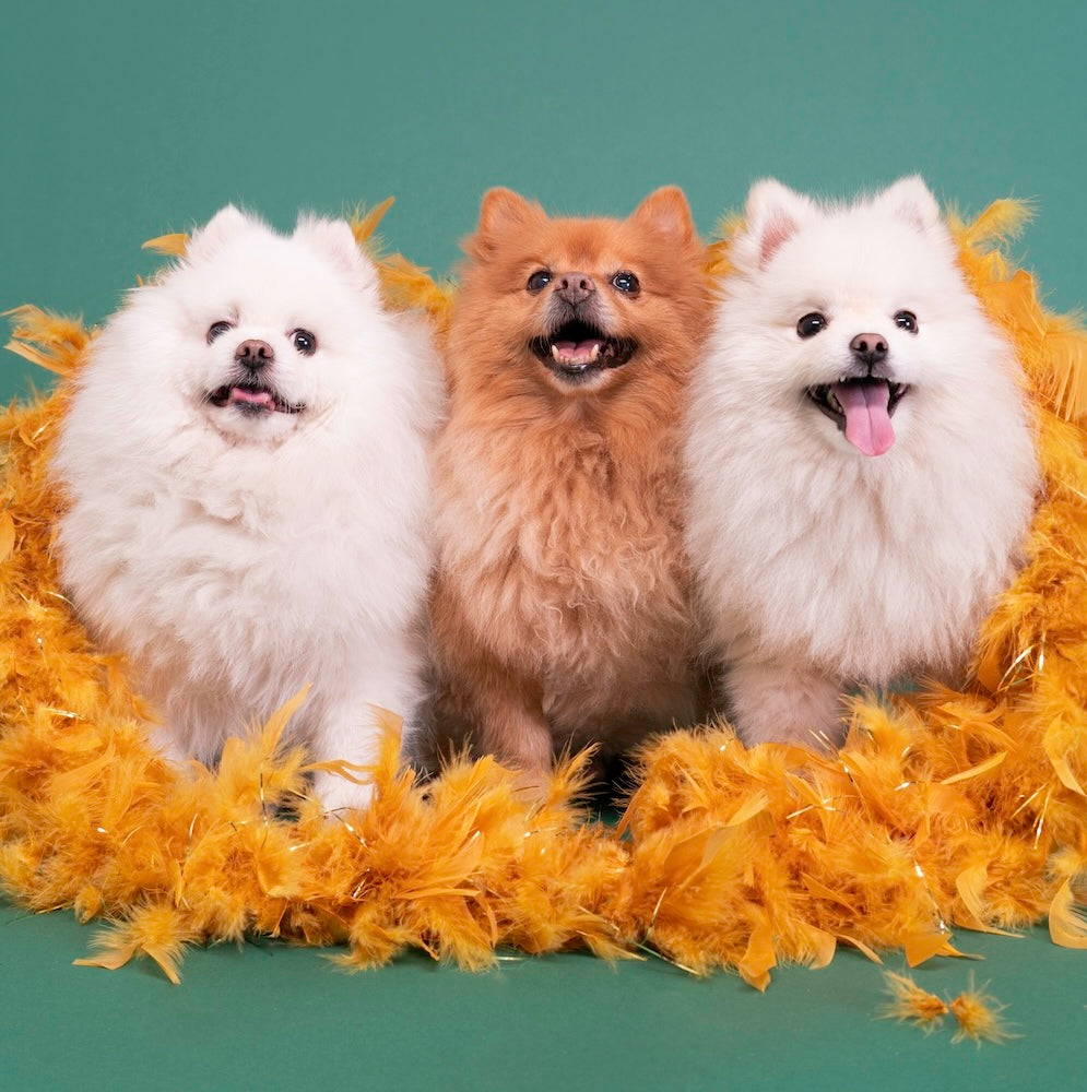 Dog boarding, daycare, grooming, spa, and photography services for pups in Glendale, Burbank, and Los Angeles.