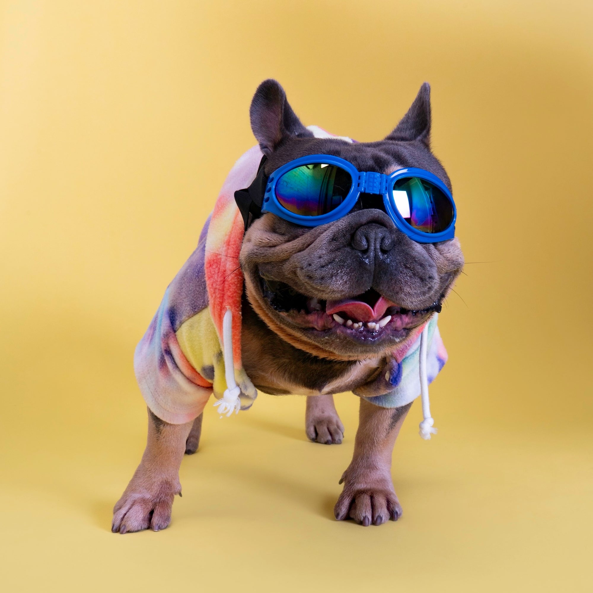 Dog boarding, daycare, grooming, spa, and photography services for pups in Glendale, Burbank, and Los Angeles.