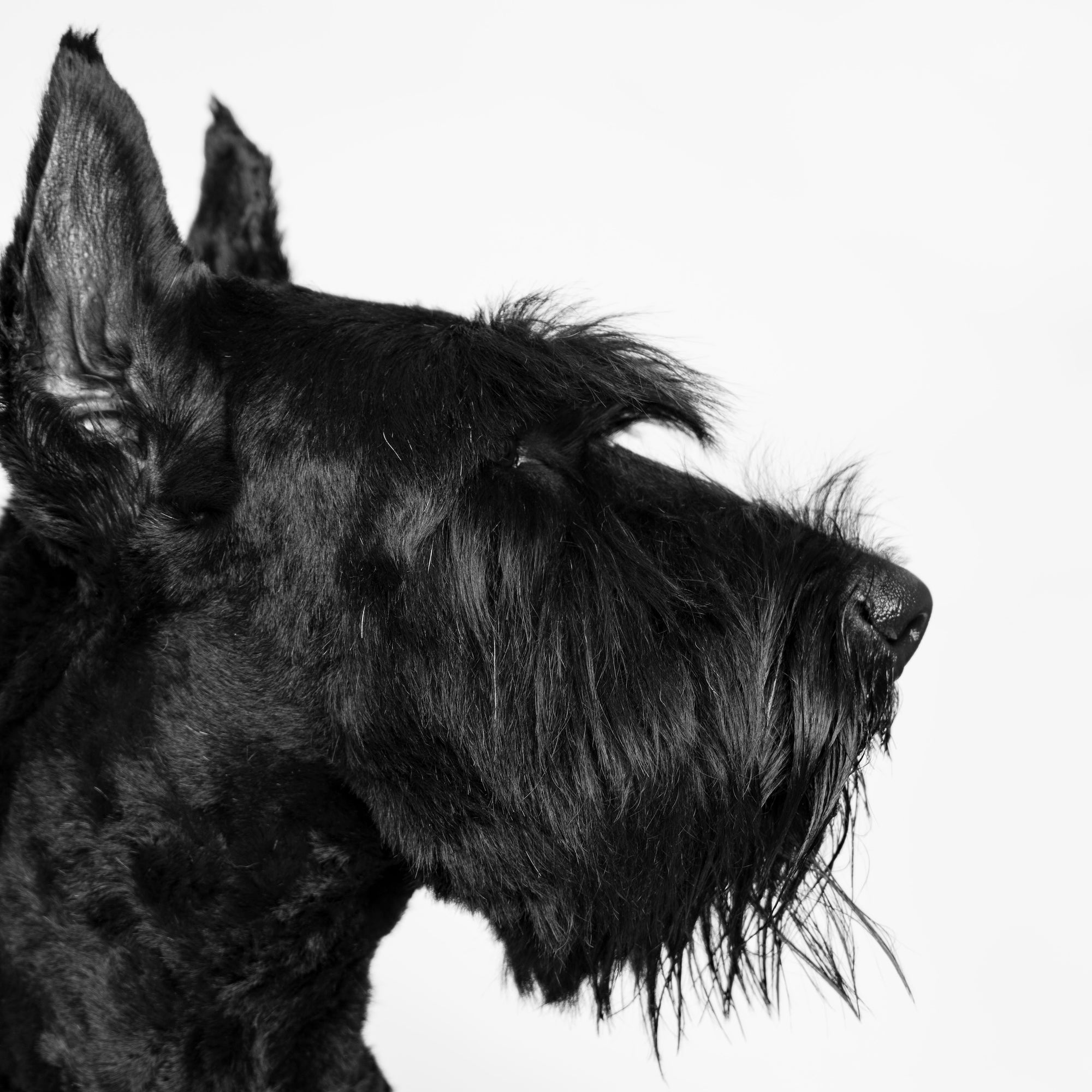 Dog boarding, daycare, grooming, spa, and photography services for pups in Glendale, Burbank, and Los Angeles.