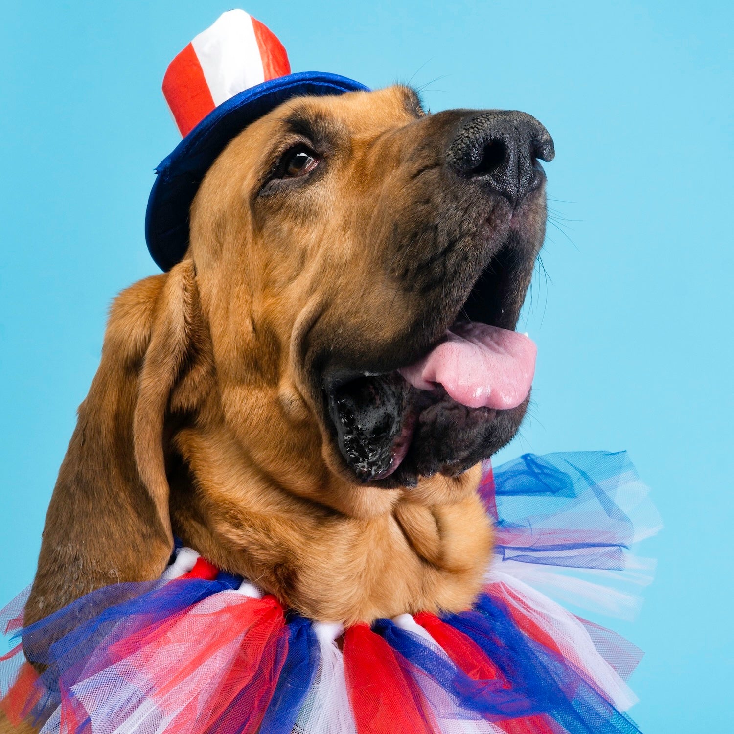 Dog boarding, daycare, grooming, spa, and photography services for pups in Glendale, Burbank, and Los Angeles.