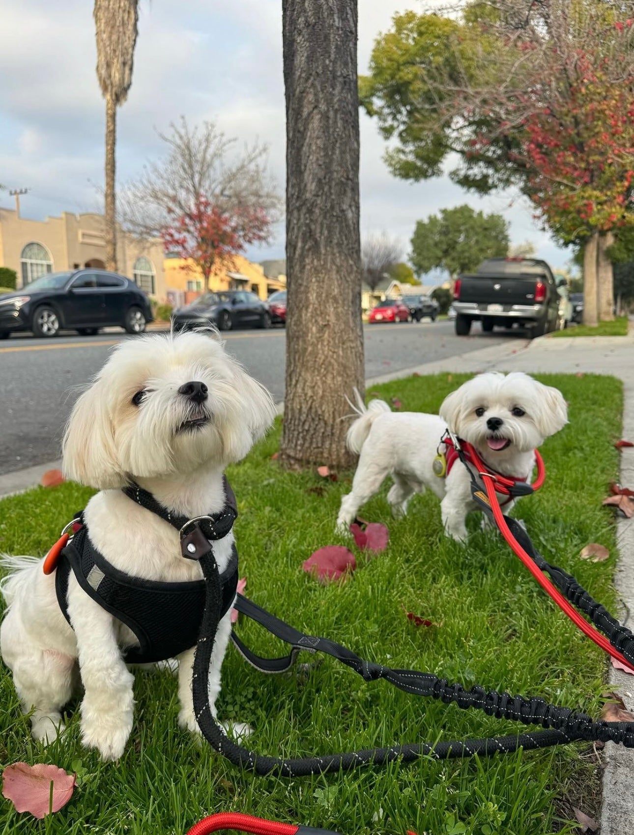 Dog resort, Dog boarding, daycare, grooming, spa, and photography services for pups in Glendale, Burbank, and Los Angeles.