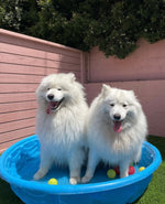 Give Your Dog the Gift of Fun and Socialization with Our Doggy Daycare Services at Puppy Island Care & Spa - Safe and Engaging Environment in Los Angeles CA