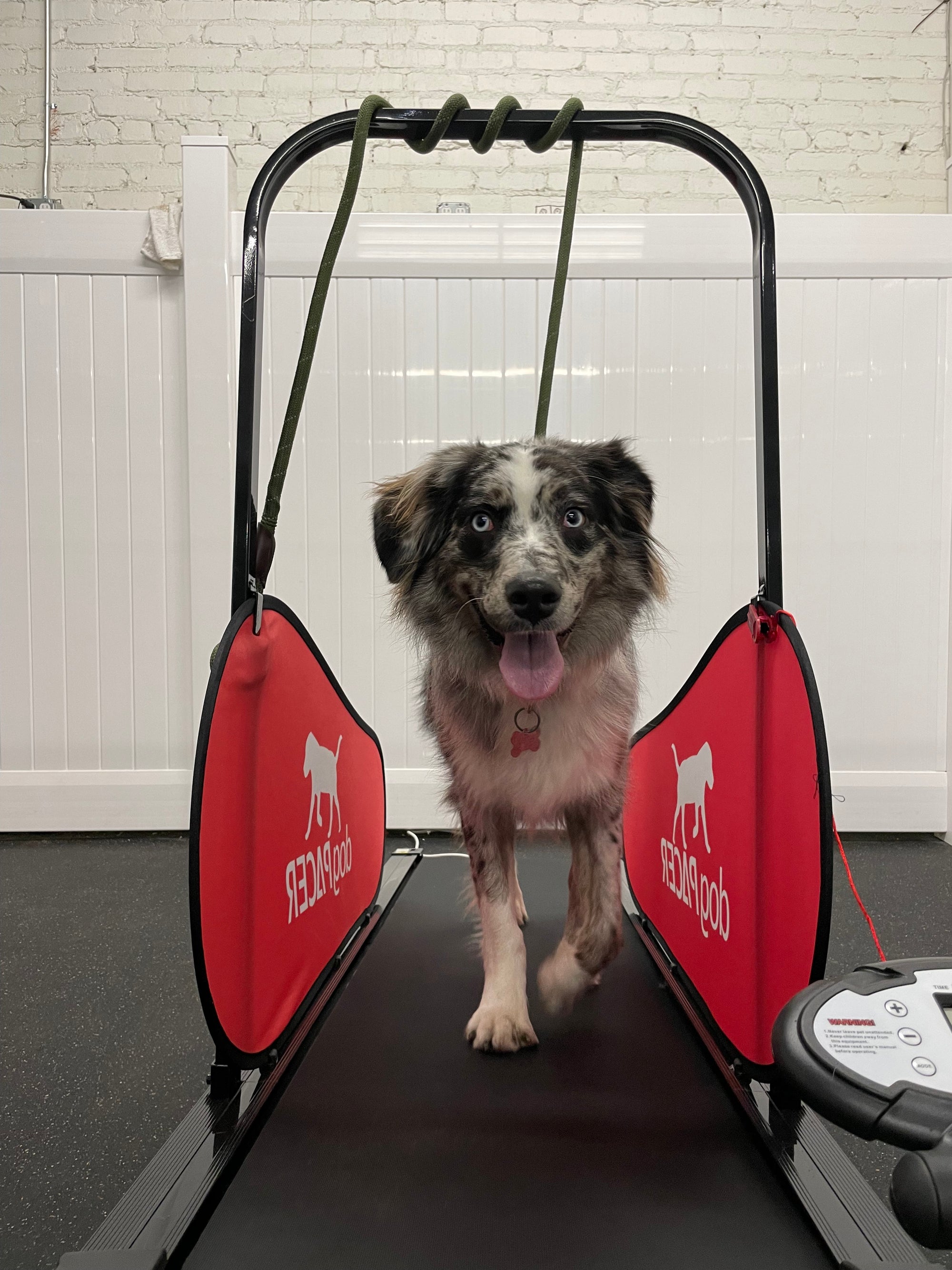 Exclusive Dog GYM Services in Los Angeles CA - Fun and Engaging Physical Activity for Your Furry Friend at Puppy Island Care & Spa