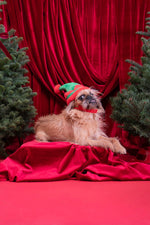 December is here, and everyone knows we go all out for the holidays! - Puppy Island Care & Spa