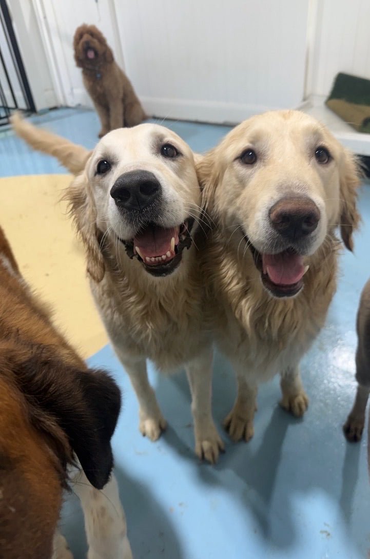 Decoding Dog Body Language: Is Your Dog Actually Happy? - Puppy Island Care & Spa