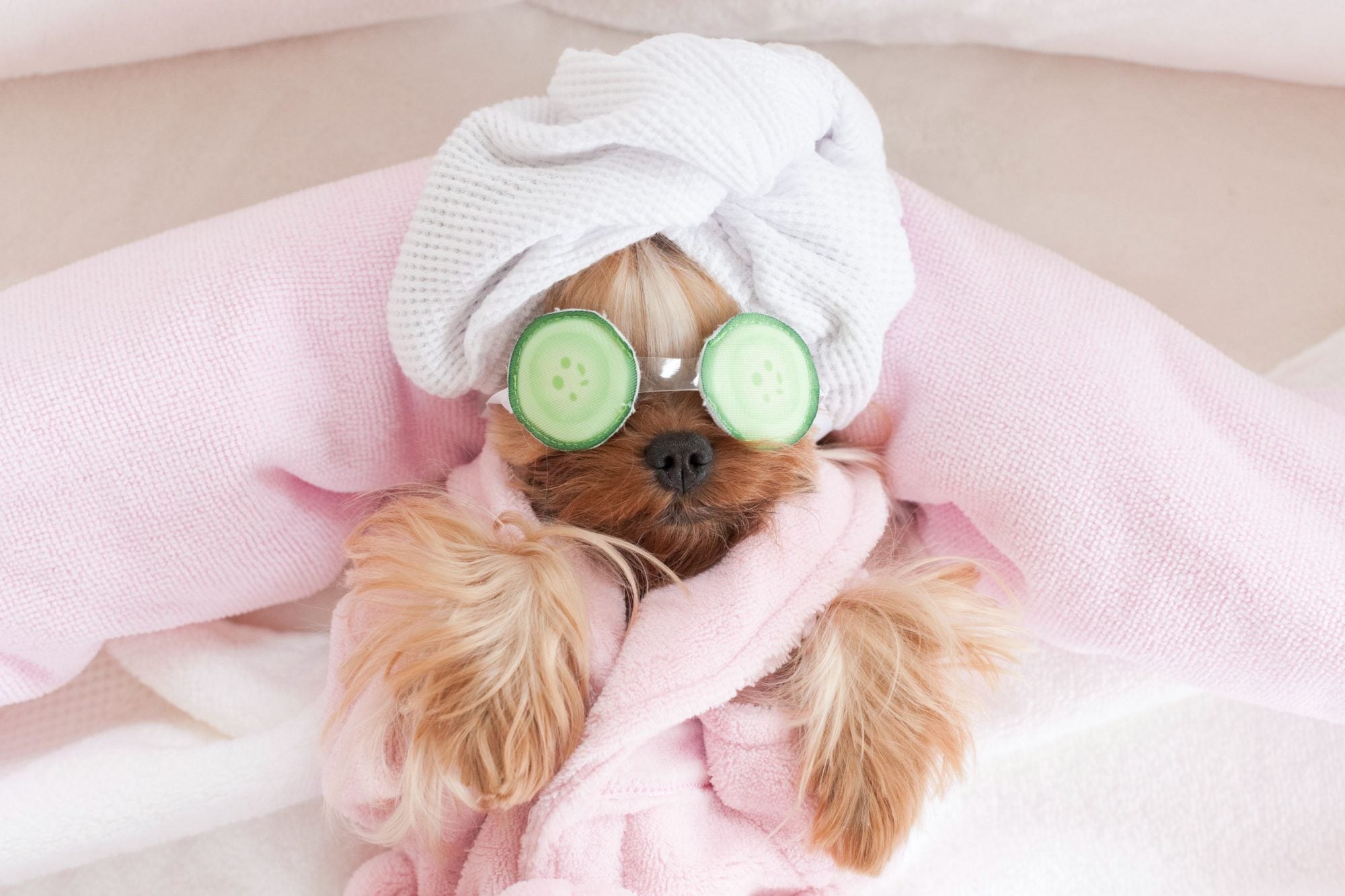 Dog grooming in Glendale: What do we offer? - Puppy Island Care & Spa