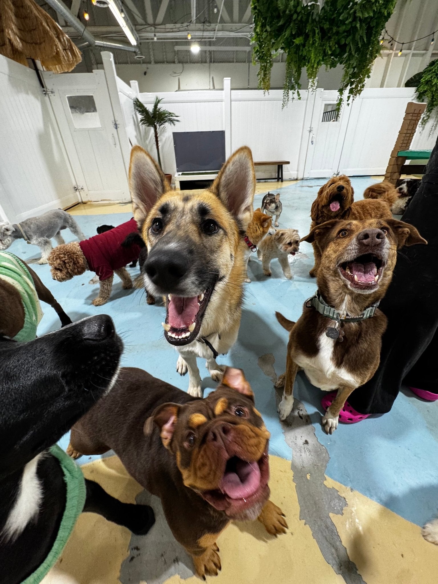 Dog Parks vs. Professional Day Care: The Definitive Guide for New Glendale Puppy Owners - Puppy Island Care & Spa