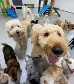 Dogs in Daycare: Fun and Frolic at Puppy Island - Puppy Island Care & Spa