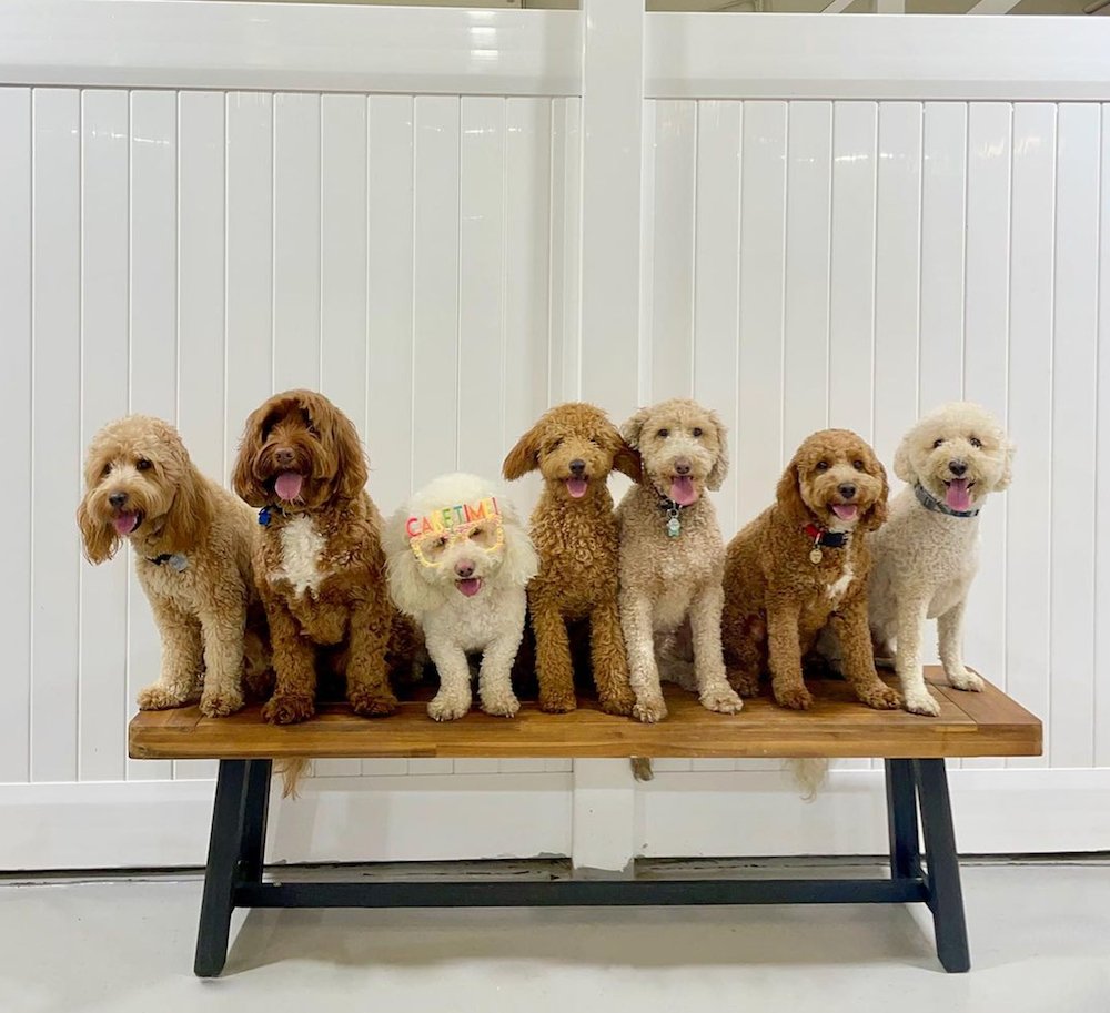 From Woofs to Wags: Why Kennel Dog Boarding at Puppy Island Care & Spa is a Tail-Wagging Experience - Puppy Island Care & Spa