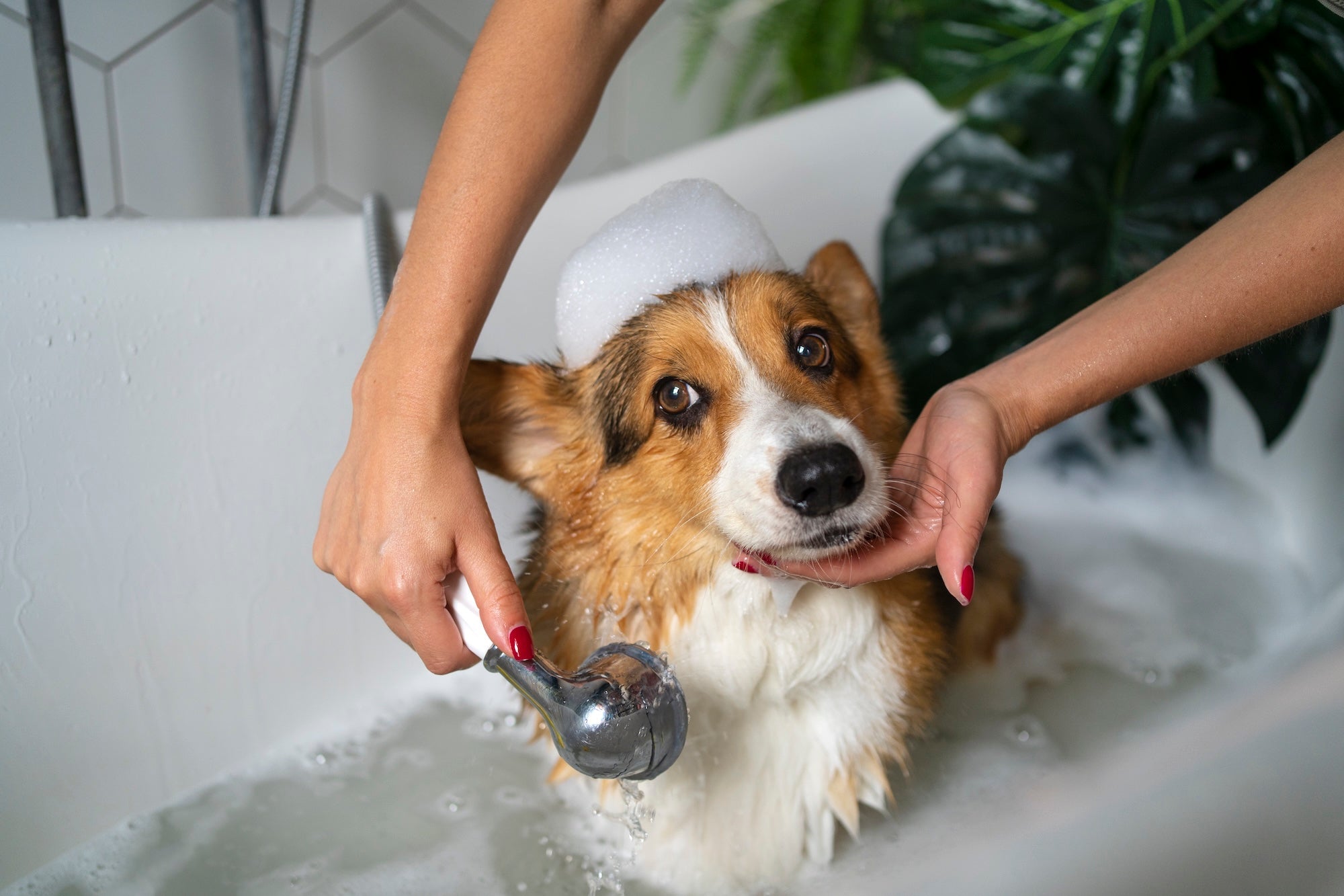 How Often Should You Bathe a Puppy? (And How to Prevent Matting) - Puppy Island Care & Spa
