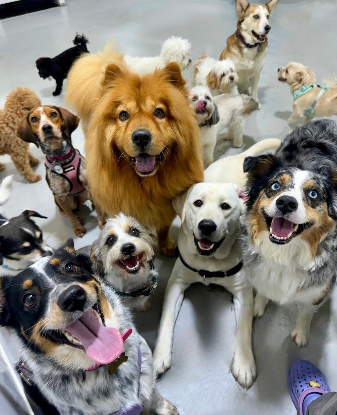 How to Prepare Your Pup for a Paw-some Boarding Experience - Puppy Island Care & Spa