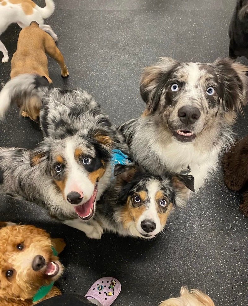 Puppy Island Care & Spa: The Best Dog Daycare in Glendale and Burbank - Puppy Island Care & Spa
