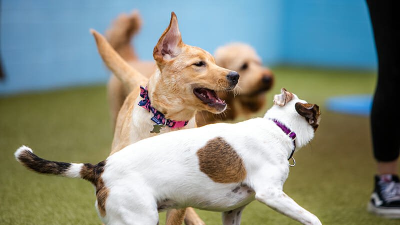 Starting Early: The Importance of Socializing Your Dog with Humans and Other Dogs - Puppy Island Care & Spa