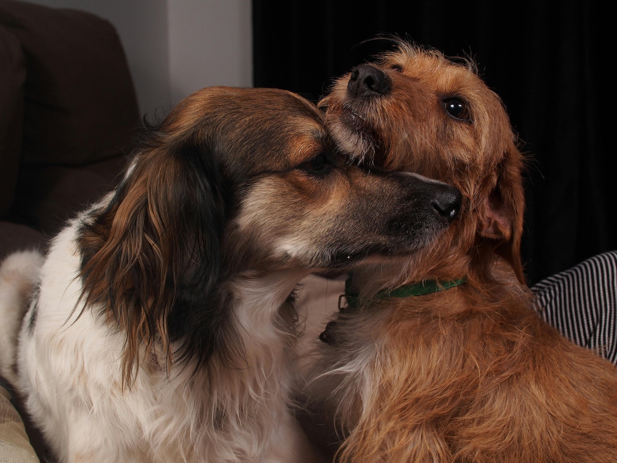 The Critical Window: Why Your Puppy Needs to Socialize Before 6 Months. - Puppy Island Care & Spa