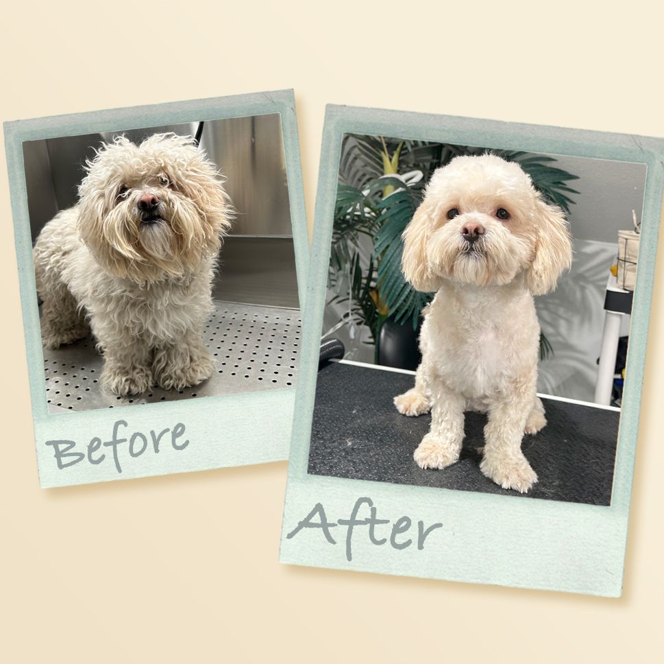 The Importance of Regular Grooming for Your Pet's Health - Puppy Island Care & Spa