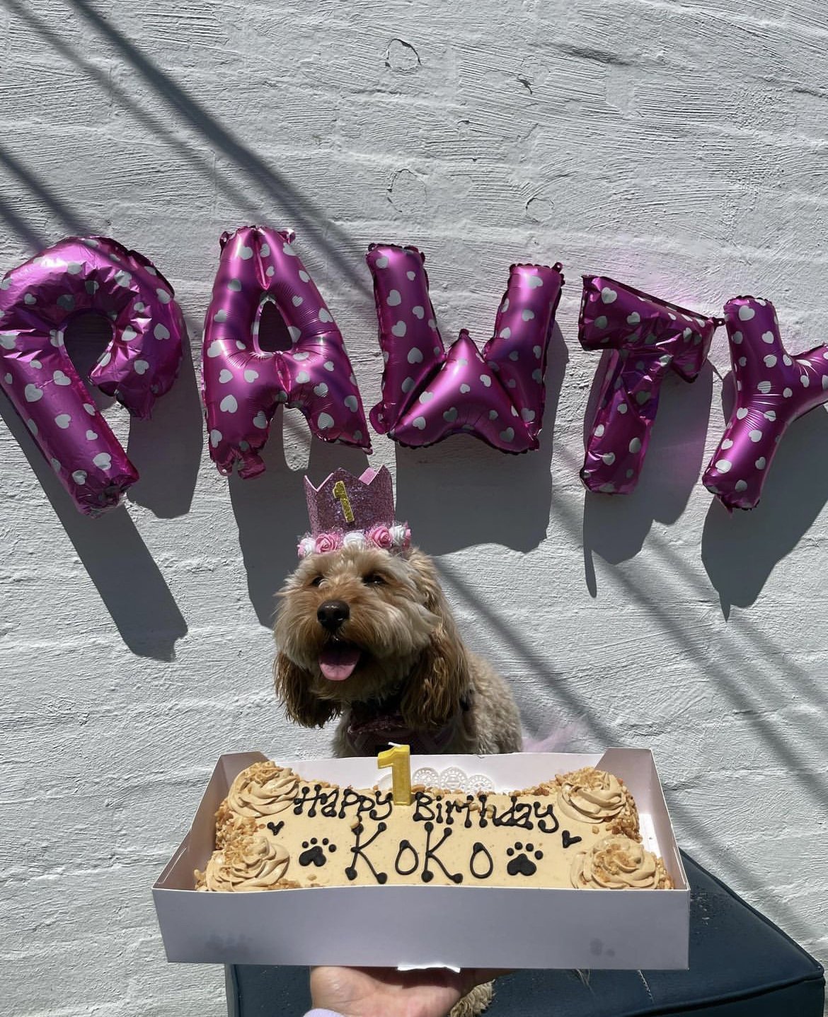 The Ultimate Birthday Bash for Furry Friends: Celebrating at Puppy Island Care & Spa - Puppy Island Care & Spa