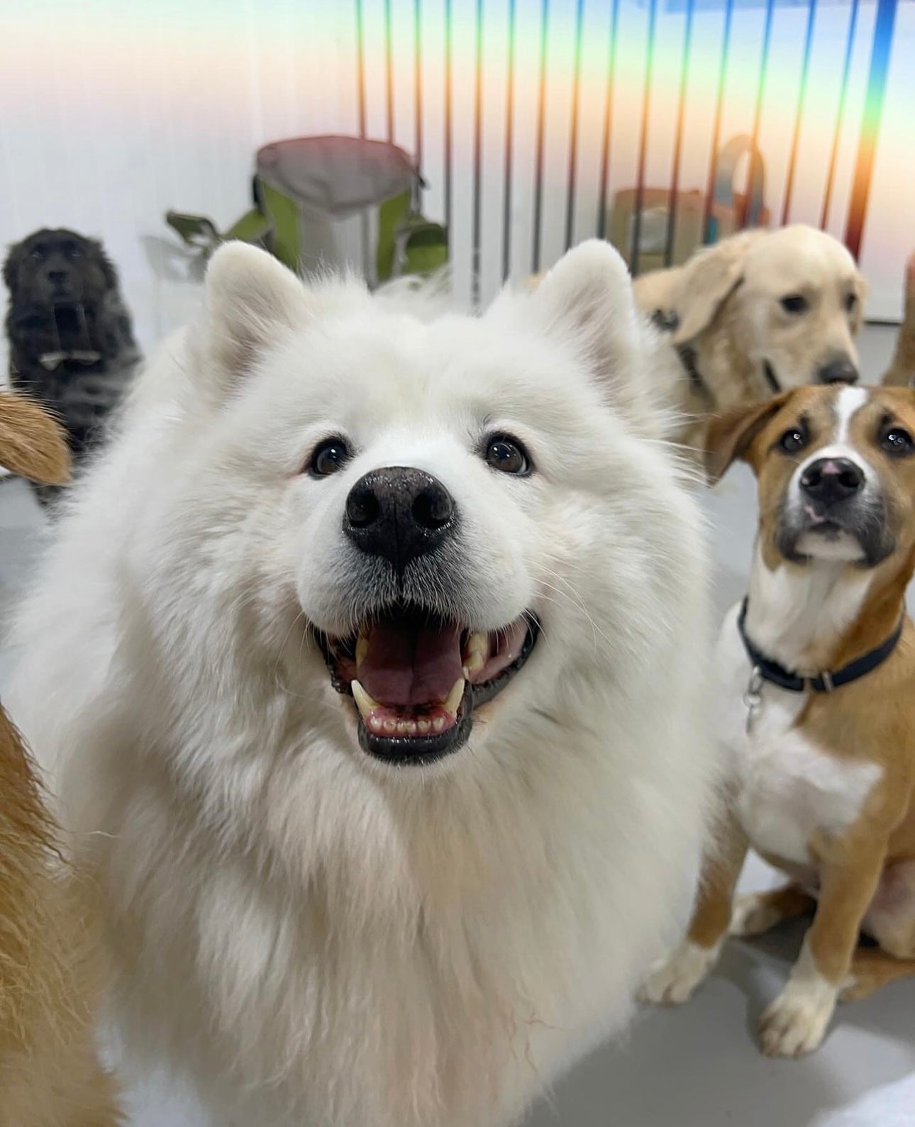 Why a Dog Resort is the Ultimate Retreat for Your Furry Friend at Puppy Island Care & Spa - Puppy Island Care & Spa