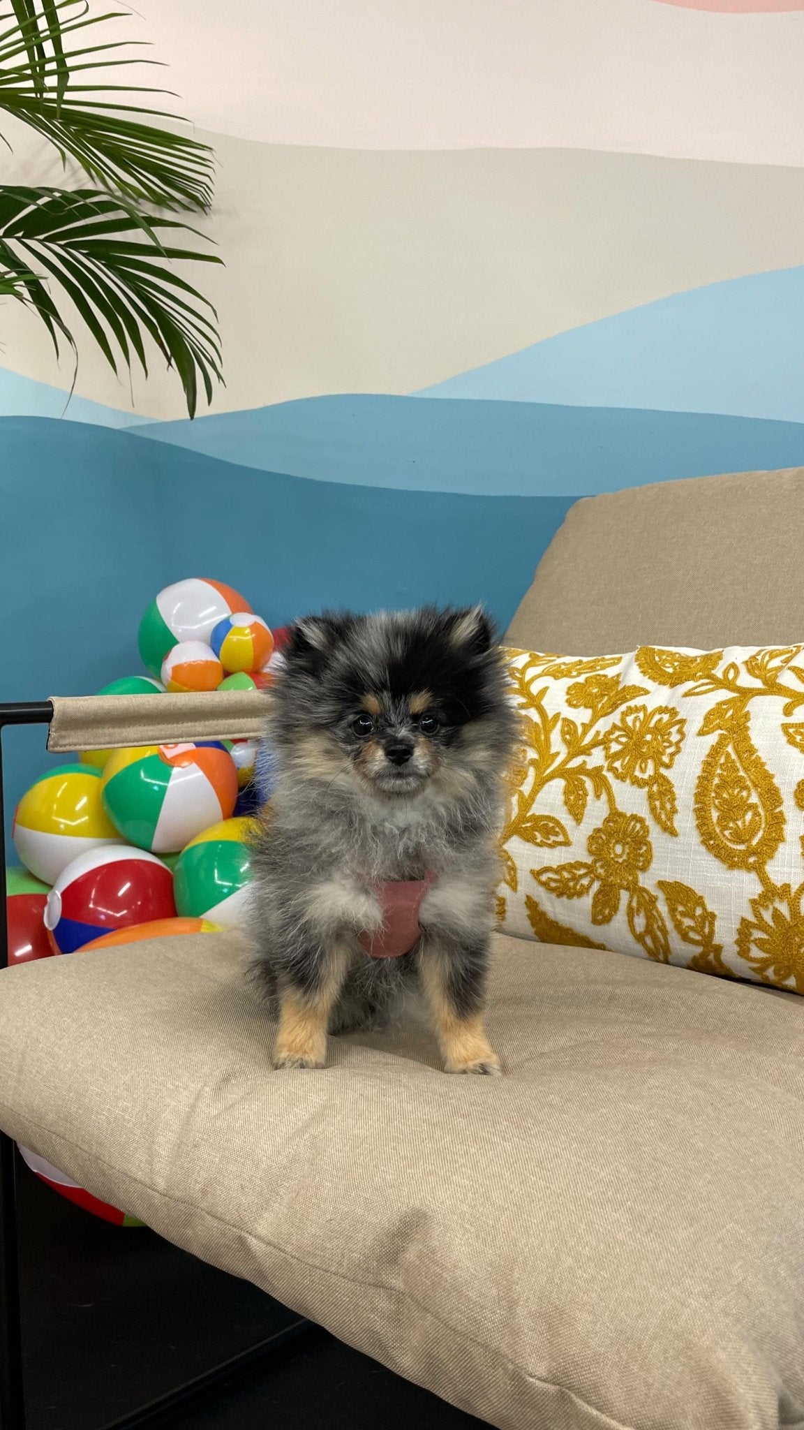 Why Puppy Island Care & Spa is the Top Choice for Dog Boarding in Glendale, CA - Puppy Island Care & Spa