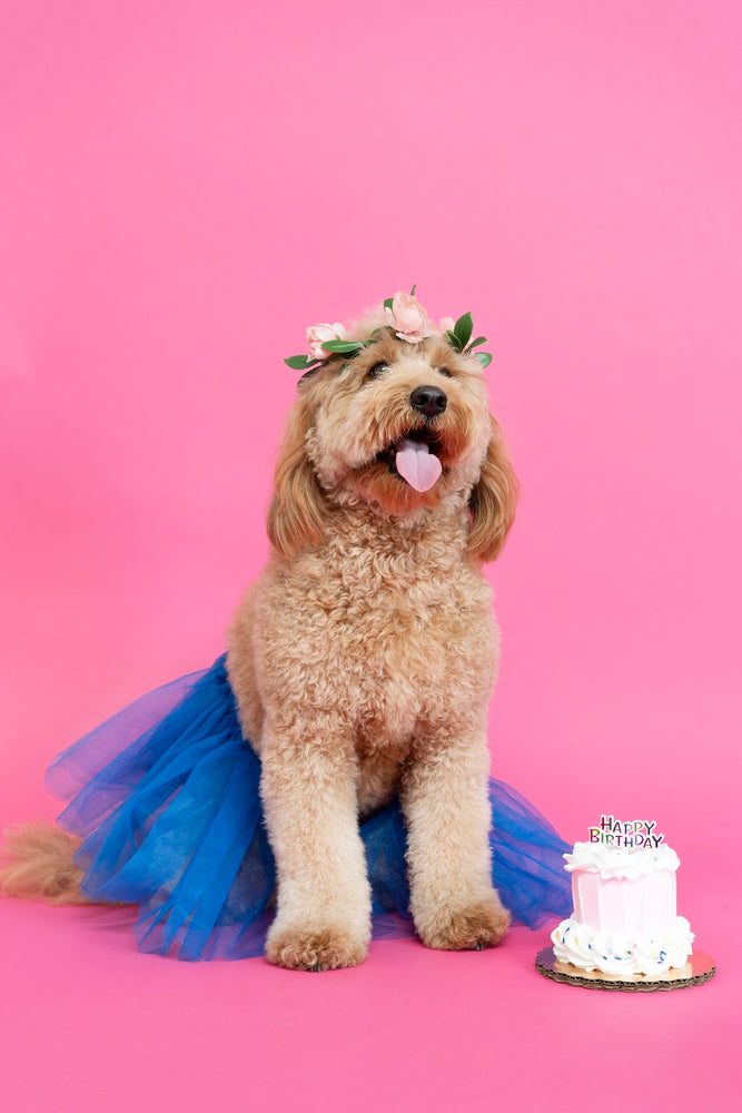 Dog's Birthday Party Photoshoot: This image captures a joyful dog's birthday celebration. A small dog with a party hat is sitting in front of a miniature birthday cake topped with a single candle. The background is decorated with colorful balloons and a banner that reads "Happy Birthday". The dog's tail is wagging, and its eyes are bright with excitement. The scene is set in a sunny, grassy backyard, adding to the festive and happy atmosphere.